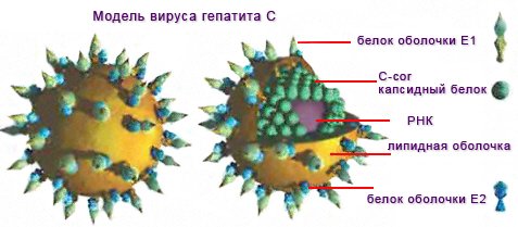 ��������� ������ �������� � / HCV